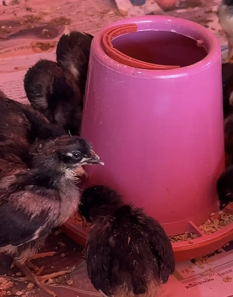 Australorp Chicks | Australop | Austrolorp | Austrolop | Egg Laying — photo 5
