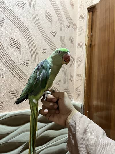 Raw female