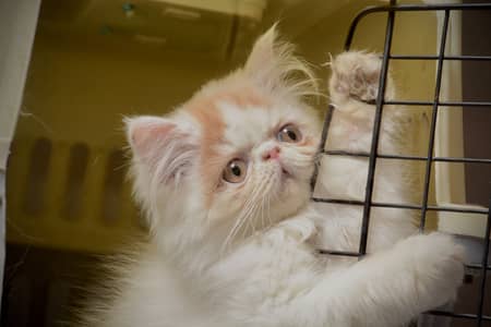 Pure Persian peki face