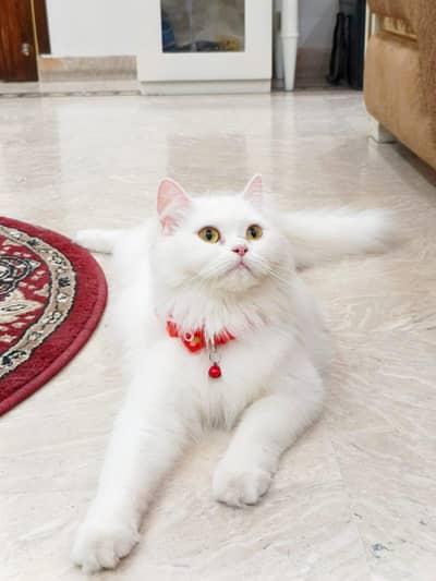 Triple coated Persian cat for sale