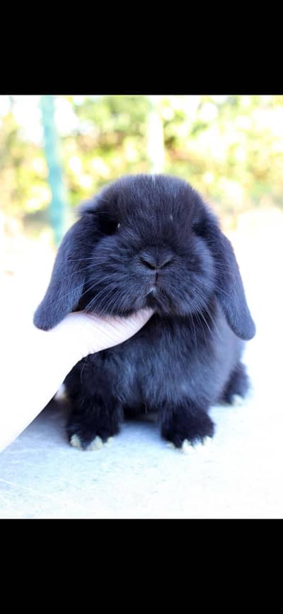 Holland Lop bunnies