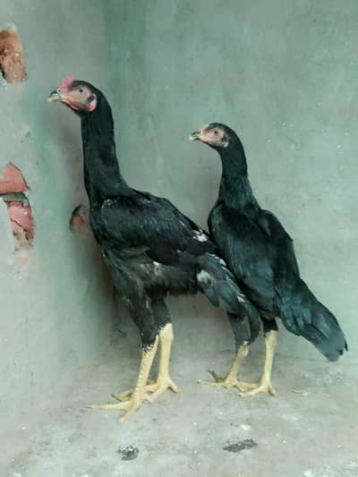 black shamo