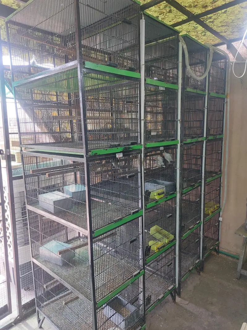 5 portion full angle Birds Cage