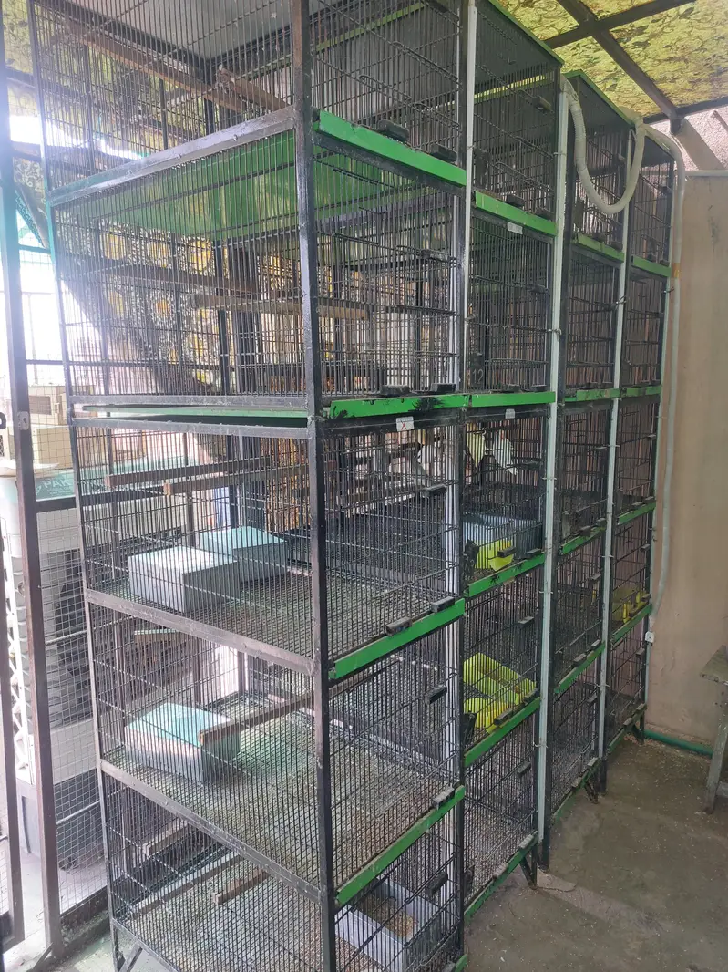 5 portion full angle Birds Cage — photo 2