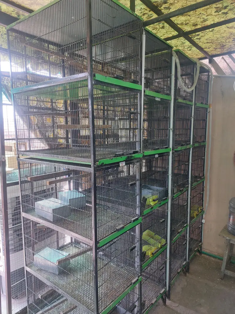 5 portion full angle Birds Cage — photo 3