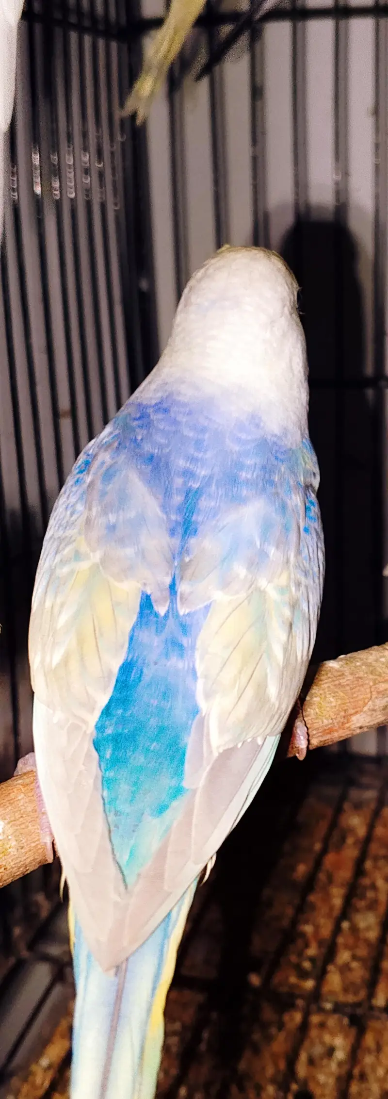 MAASHAALLAH ! SOME QUALITY RAINBOW BUDGIES LOOKING FOR NEW HOME