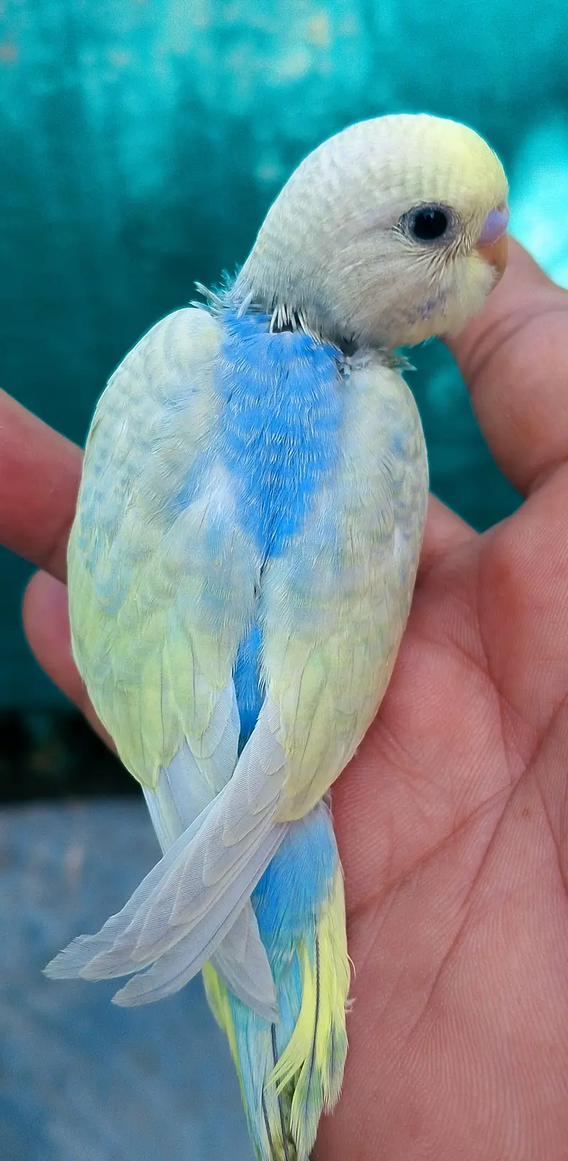 MAASHAALLAH ! SOME QUALITY RAINBOW BUDGIES LOOKING FOR NEW HOME — photo 2