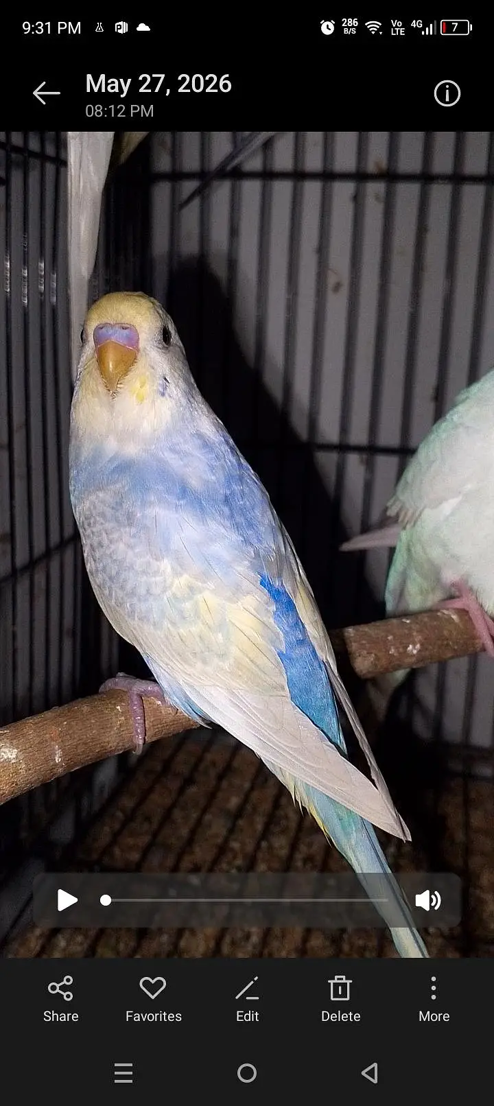 MAASHAALLAH ! SOME QUALITY RAINBOW BUDGIES LOOKING FOR NEW HOME — photo 3