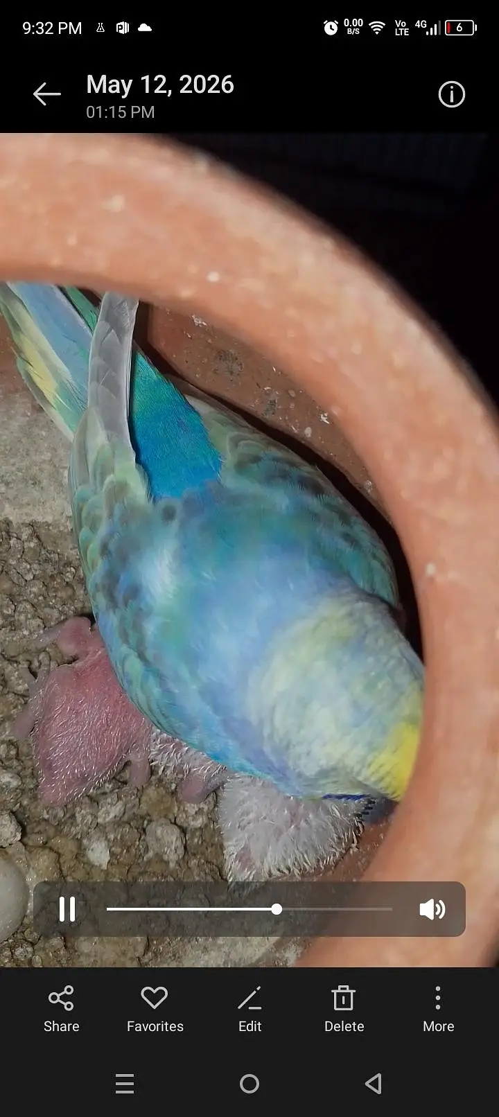 MAASHAALLAH ! SOME QUALITY RAINBOW BUDGIES LOOKING FOR NEW HOME — photo 4
