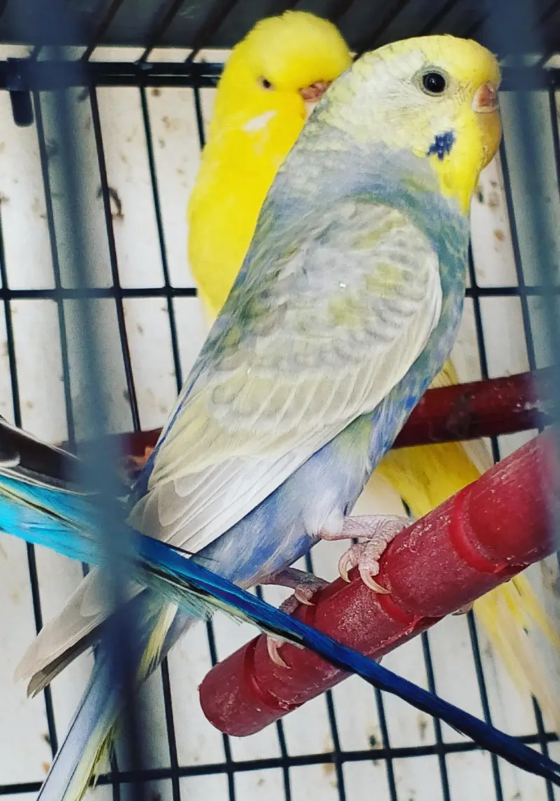 MAASHAALLAH ! SOME QUALITY RAINBOW BUDGIES LOOKING FOR NEW HOME — photo 5