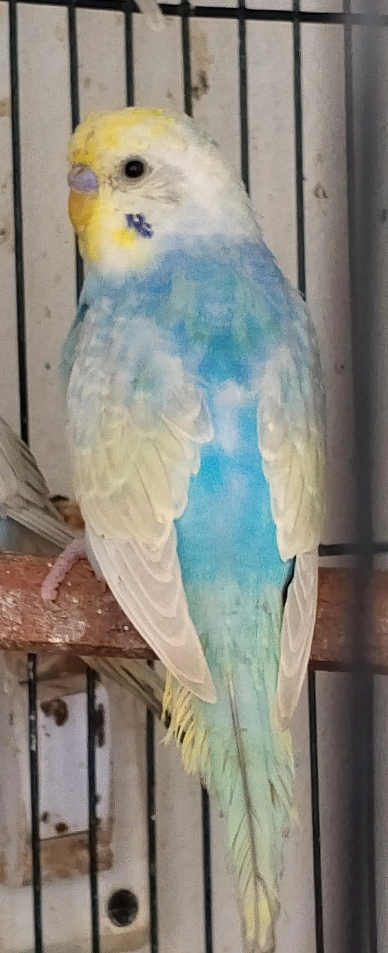 MAASHAALLAH ! SOME QUALITY RAINBOW BUDGIES LOOKING FOR NEW HOME — photo 6