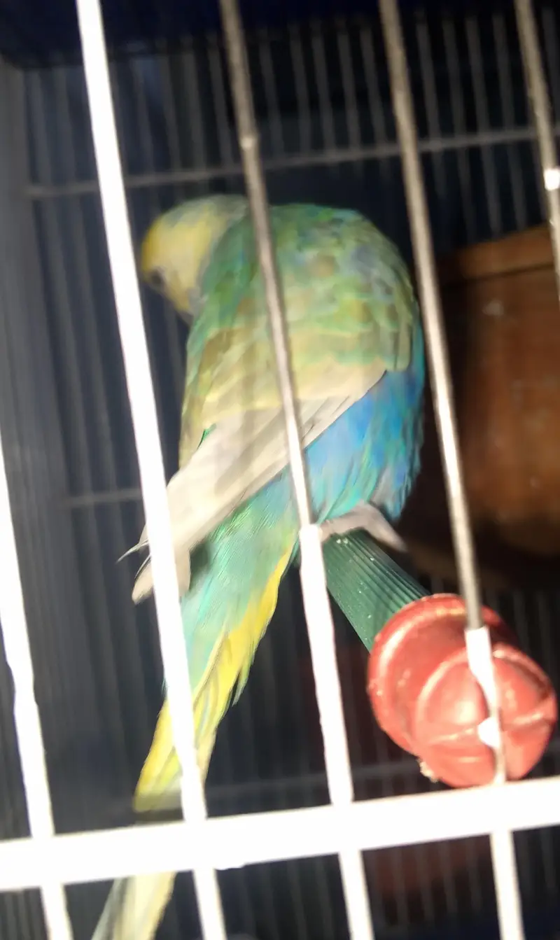 MAASHAALLAH ! SOME QUALITY RAINBOW BUDGIES LOOKING FOR NEW HOME — photo 7