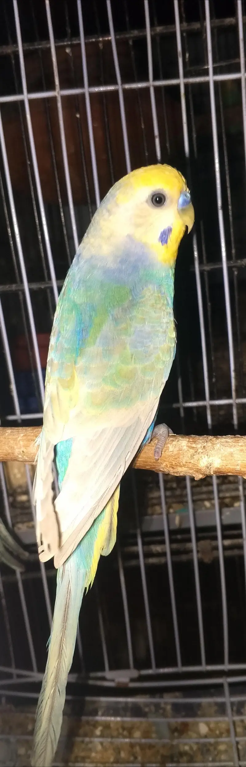 MAASHAALLAH ! SOME QUALITY RAINBOW BUDGIES LOOKING FOR NEW HOME — photo 8