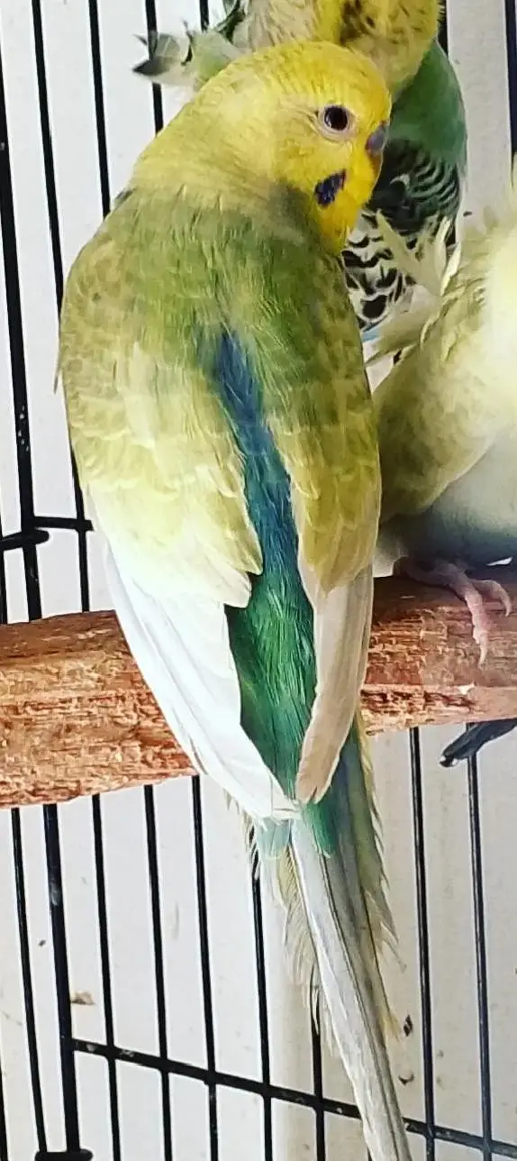 MAASHAALLAH ! SOME QUALITY RAINBOW BUDGIES LOOKING FOR NEW HOME — photo 9