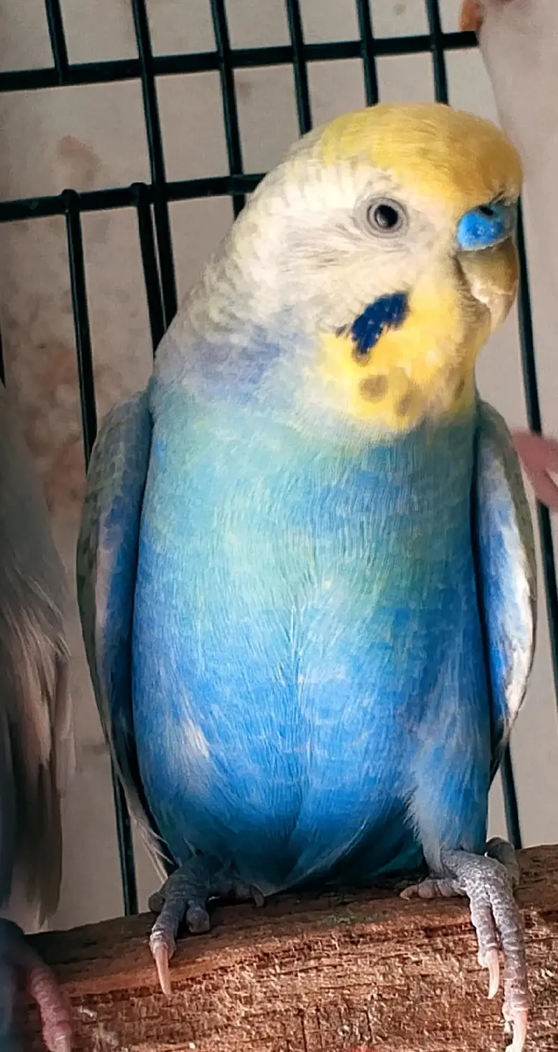 MAASHAALLAH ! SOME QUALITY RAINBOW BUDGIES LOOKING FOR NEW HOME — photo 10