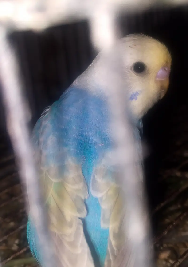 MAASHAALLAH ! SOME QUALITY RAINBOW BUDGIES LOOKING FOR NEW HOME — photo 11