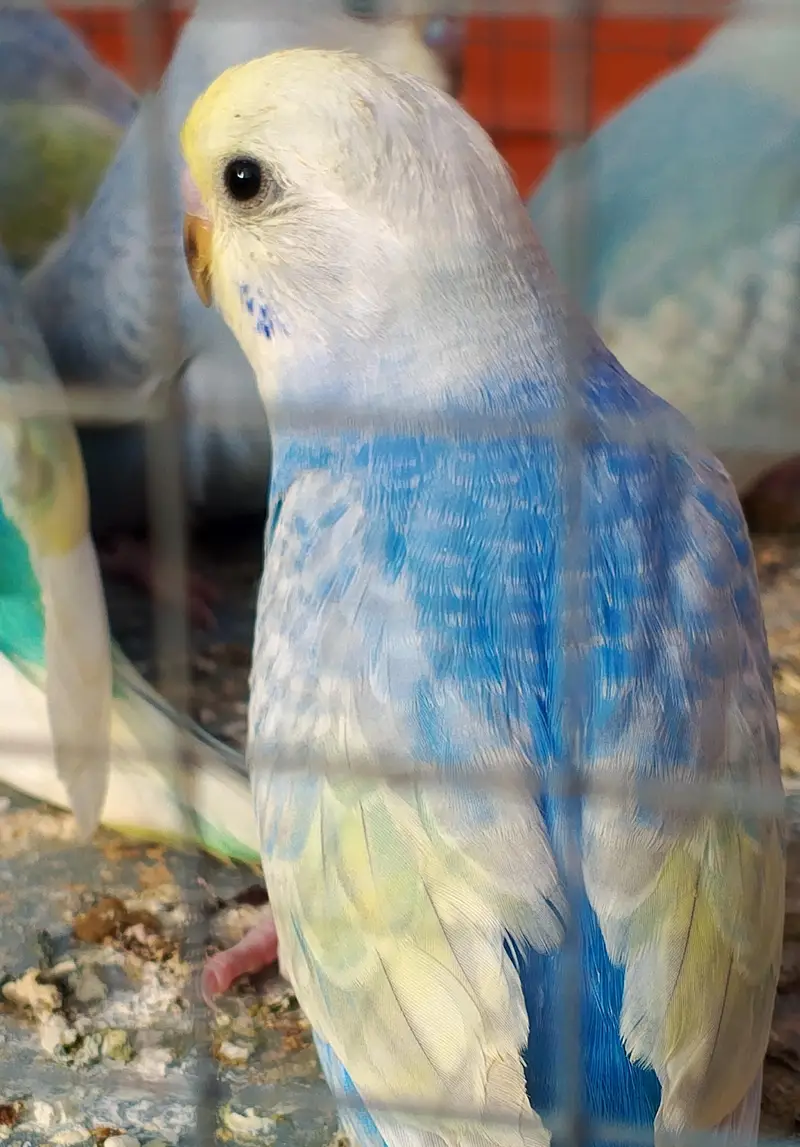 MAASHAALLAH ! SOME QUALITY RAINBOW BUDGIES LOOKING FOR NEW HOME — photo 12