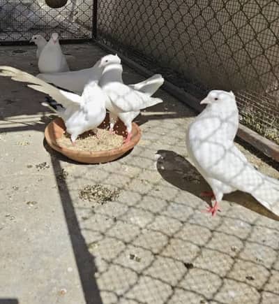 White Pigeons Breeding Pairs