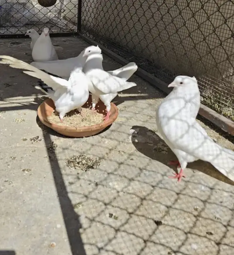 White Pigeons Breeding Pairs