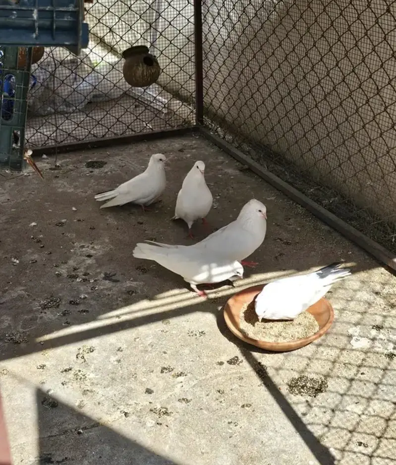 White Pigeons Breeding Pairs — photo 2