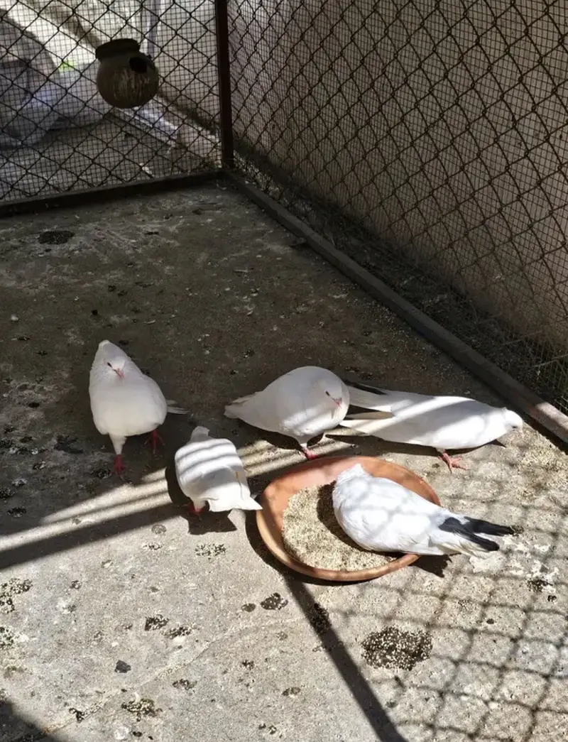 White Pigeons Breeding Pairs — photo 3
