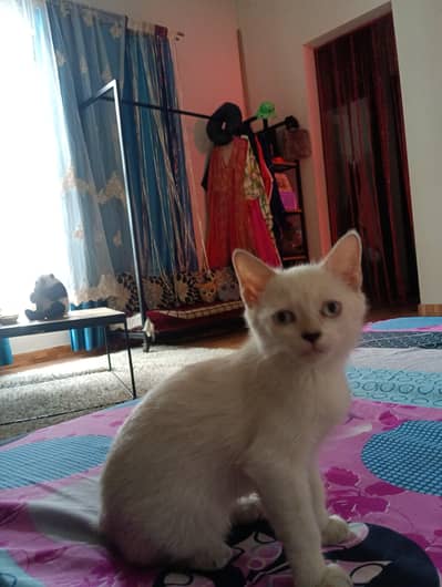 Himalayan kitten
