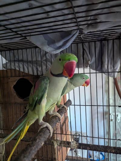 parrot for sale in Lahore