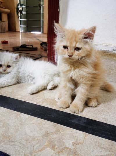 triple coat fluffy female cat golden eyes