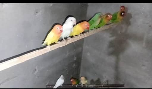 love birds pair for sale different colours