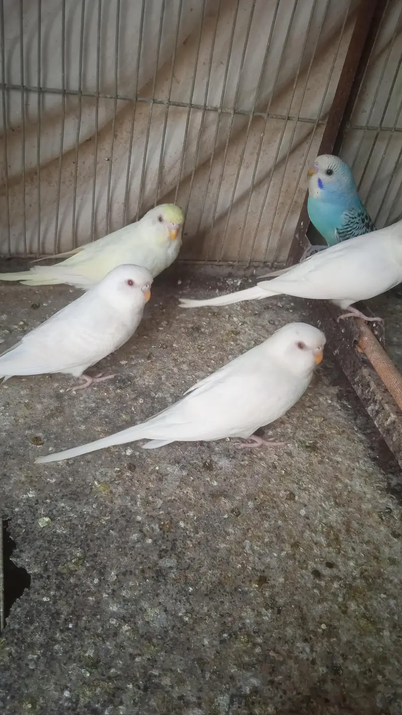 Australian albino and Lutino Red Eye