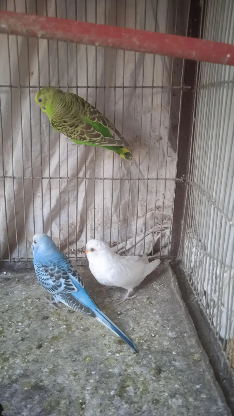 Australian albino and Lutino Red Eye — photo 2