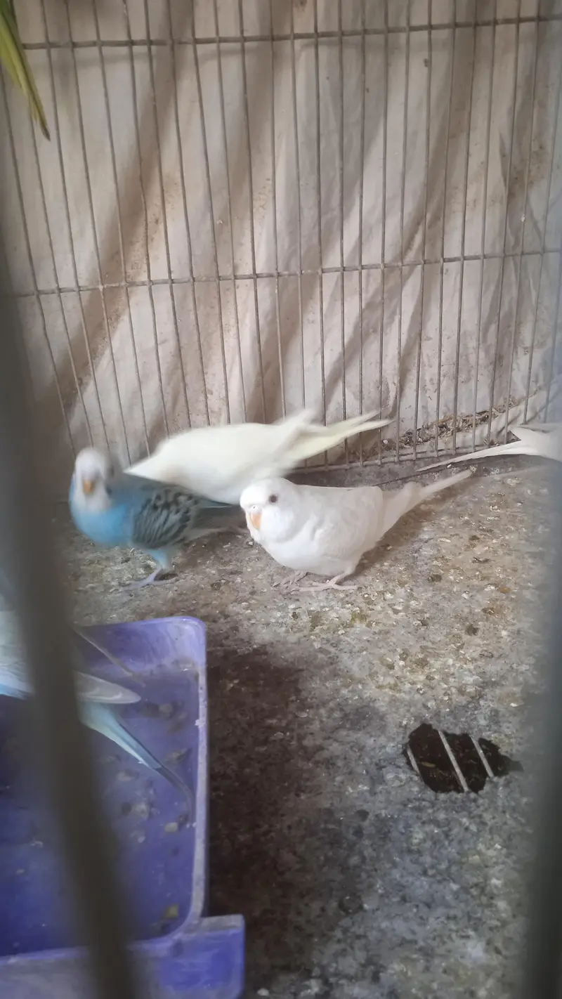 Australian albino and Lutino Red Eye — photo 3