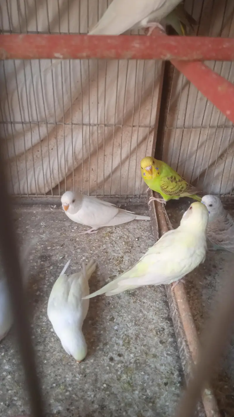 Australian albino and Lutino Red Eye — photo 4