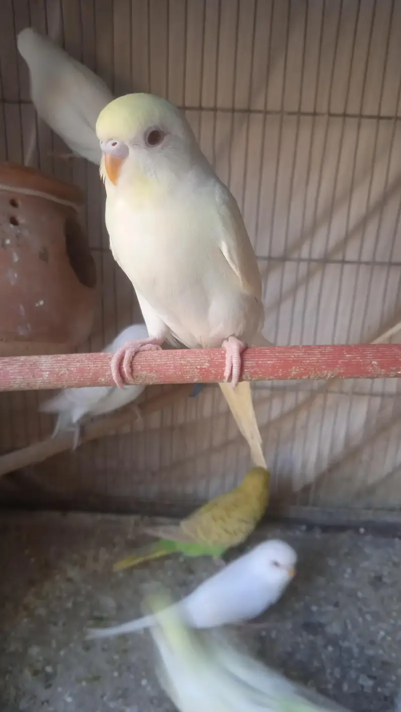 Australian albino and Lutino Red Eye — photo 5