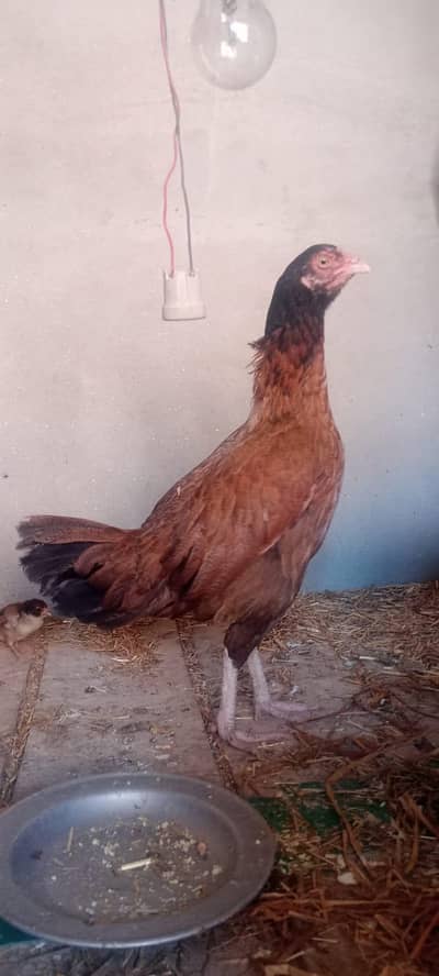 pure mian wali female