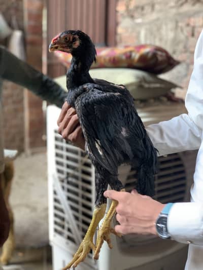 Aseel shamo parrot beak
