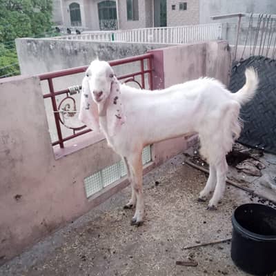 Goat/Bakra