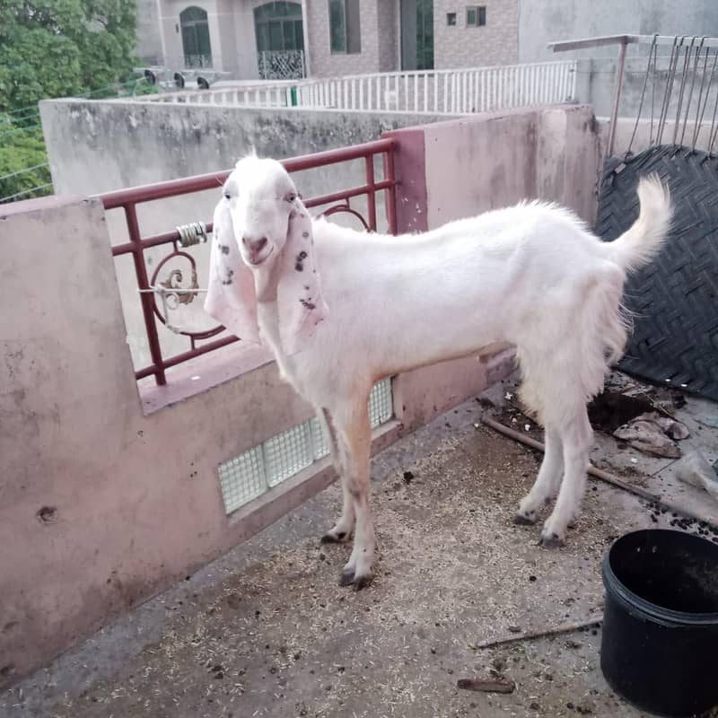 Goat/Bakra 0