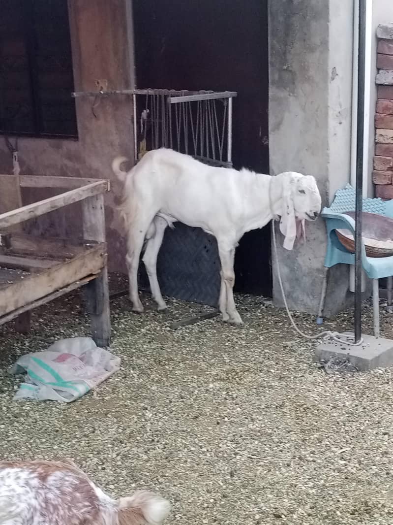 Goat/Bakra 1