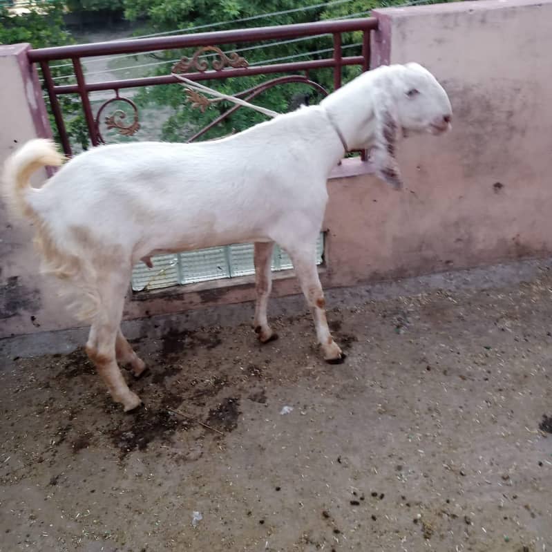 Goat/Bakra 2
