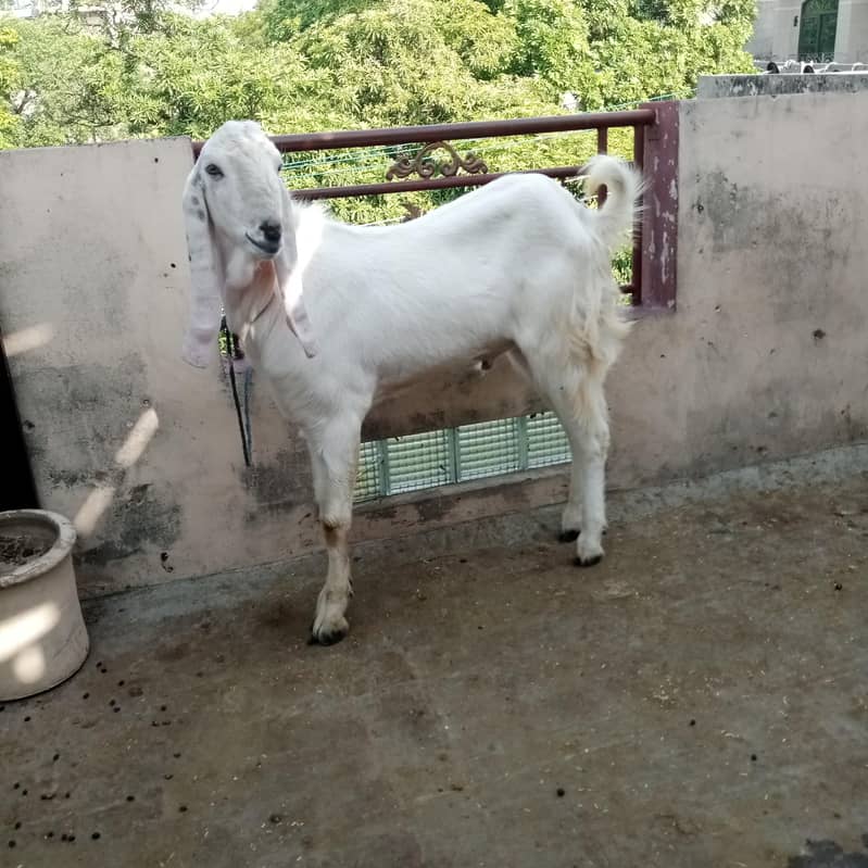 Goat/Bakra 3