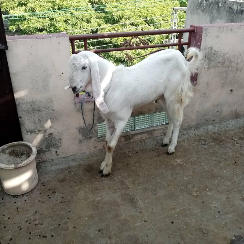 Goat/Bakra 4