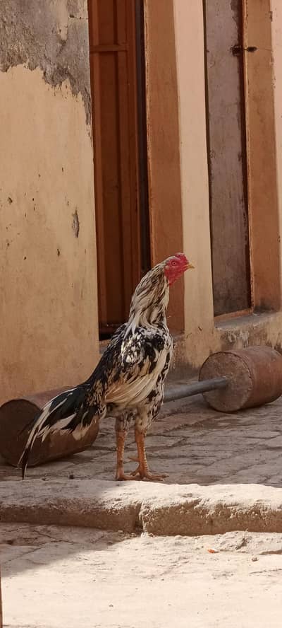 Aseel mianwali