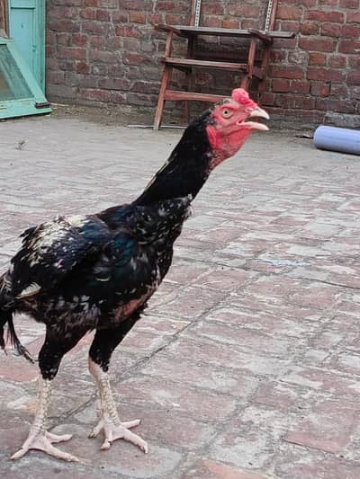 Black mianwali jawa