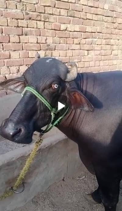 Bhains 03007308240