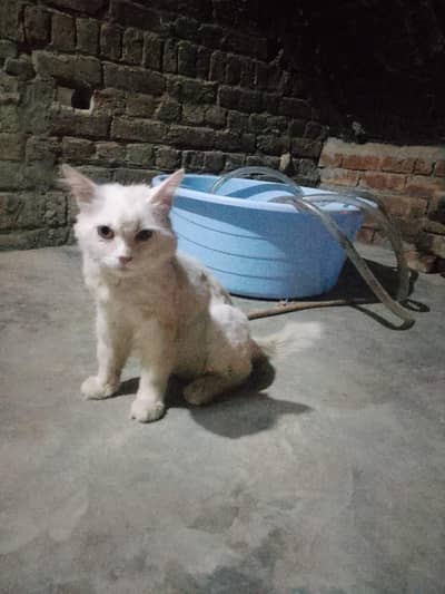 White Triple Coated Persian female Cat for Sale