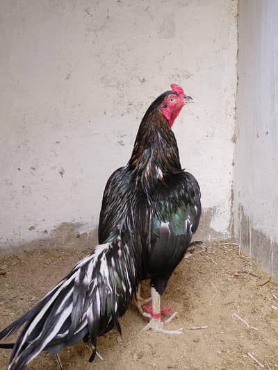 Lasani breeder 03131083044