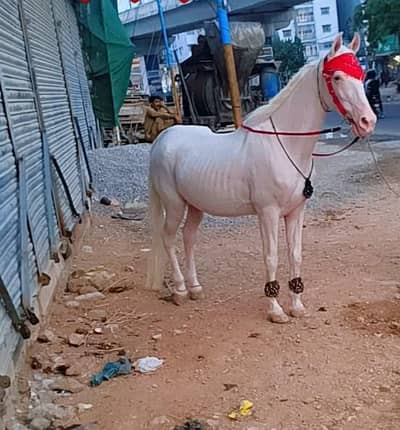 horse for sale in Karachi