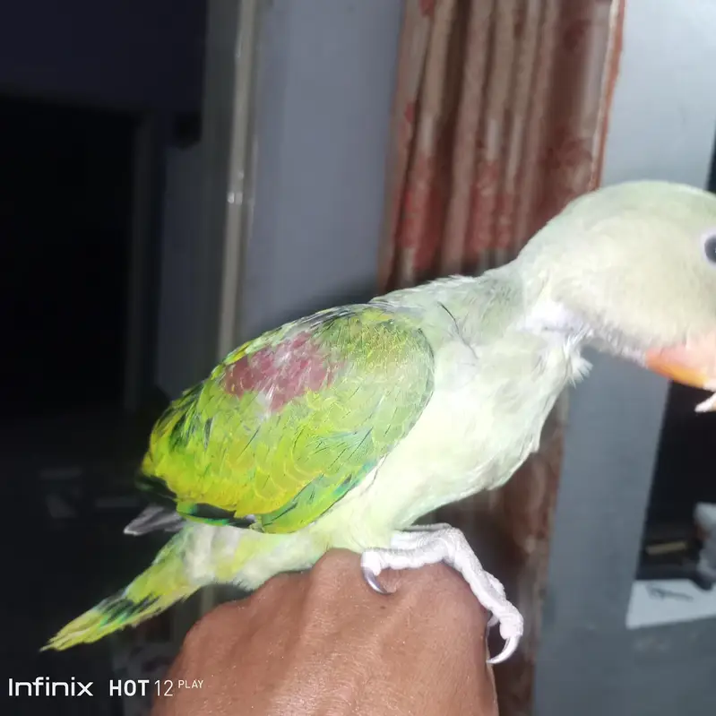 ر rawprn0t