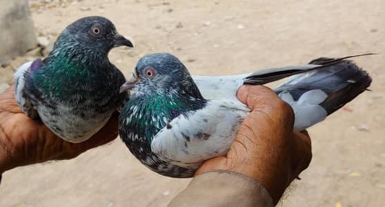 taddy jhonsera pair for sale. .